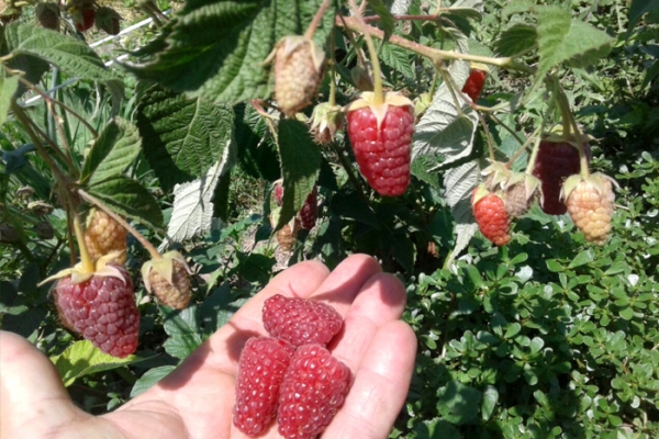 berries-kz-455DAB63B-4EA6-2AD0-7DBD-26460B59010C.jpg