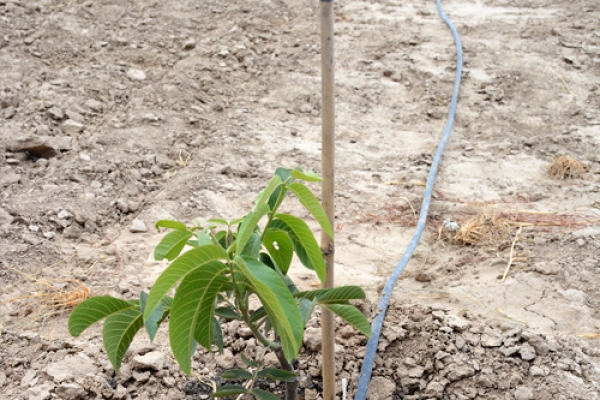 kz-walnut-gardens-zakladka-8BC5ABD7A-819A-96B0-2B2A-50E95694DB64.jpg