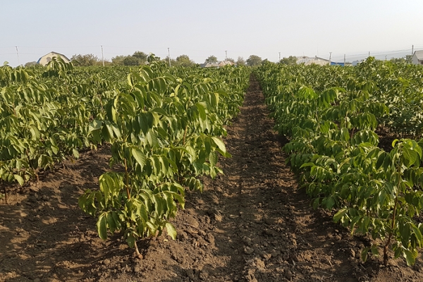 moldova-pitomnik-kiktenko-3472CC5D1-0538-CA5F-8D08-2335C88035C2.jpg