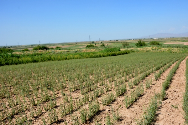 shymkent-kz-158E9F6118-0025-3120-8AEF-CC8819BF893B.jpg