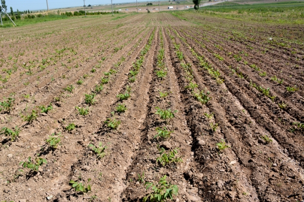 shymkent-kz-73E9718CD-480C-4B44-2140-9E19BEC0389F.jpg