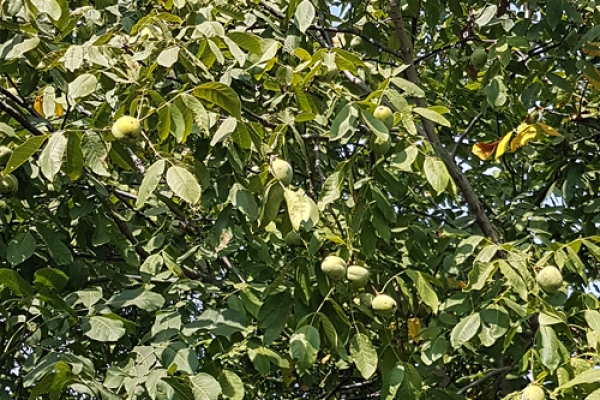 shymkent-kzA2629384-9B3A-BBE6-1830-3341594BC607.jpg