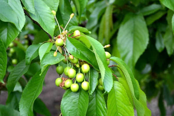 ukraine-conference-berries-1080C992D8-1E2A-F36C-E0EF-0D9ADCBFE645.jpg