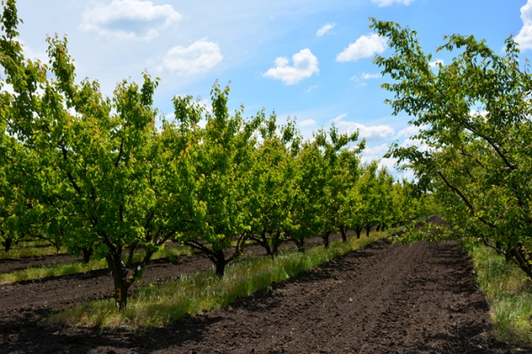 ukraine-conference-berries-1137952409-1166-2C8D-AAD2-F00928333C04.jpg